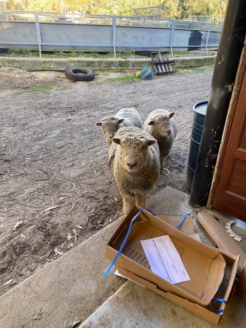 Three sheep standing at the workshop door beside an open delivery box